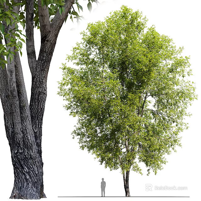 Arbor With Thick Trunk And Lush Green Foliage In Natural Outdoor Environment 3d model
